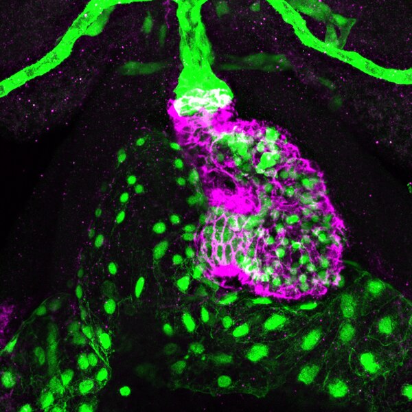 Immunofluorescence image of zebrafish larval hearts labeled DSHB antibody ZN-8 against CD166 antigen homolog A (Neurolin/ alcama) (magenta). Image Credit: Nadia Mercader. PMID: 39720516, Fig. S4B.